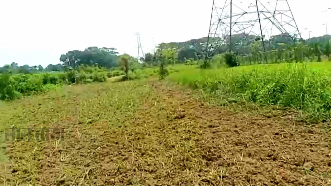 কালীগঞ্জে কৃষকের ৪ বিঘা আখক্ষেত নষ্ট