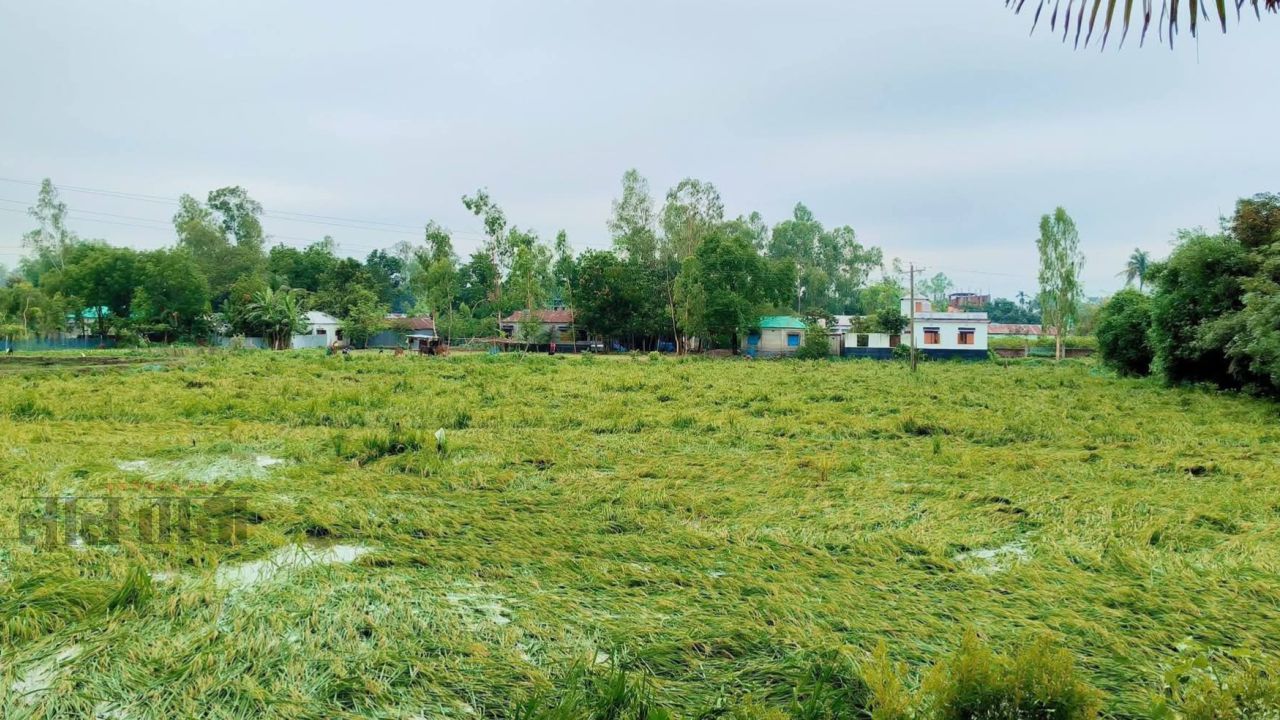 গাইবান্ধায় কালবৈশাখী বোরো ধান ভূট্টা সহ চলতি মৌসুমের বিভিন্ন ফসলের ব্যাপক ক্ষতি॥ ঝড়ে শতাধিক ঘর-বাড়ী বিধ্বস্ত