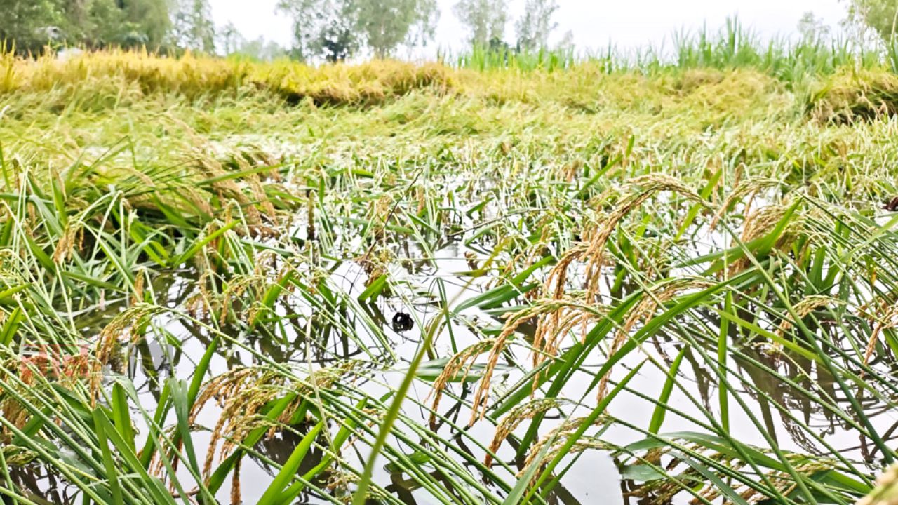 টাঙ্গাইলে ঝড়ে পাঁকা ধান নিমজ্জিত,ক্ষতির শংষ্কা কৃষকের 