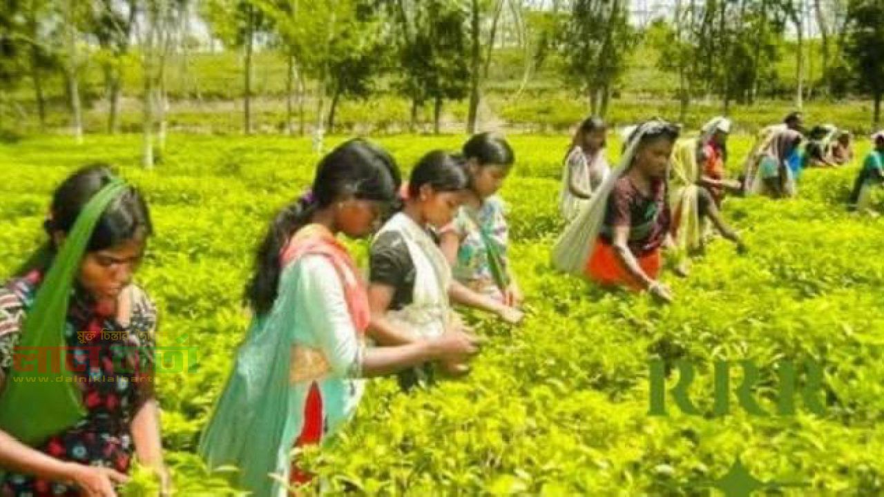 চা শিল্পে রেকর্ড গড়েছে, শ্রমিকদের ভাগ্য বদলায়নি 