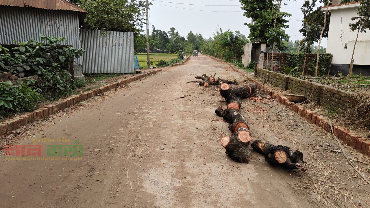  লাল বার্তা-র বস্তুনিষ্ঠ সংবাদ: অপসারিত হলো সেই ঝুঁকিপূর্ণ গাছ