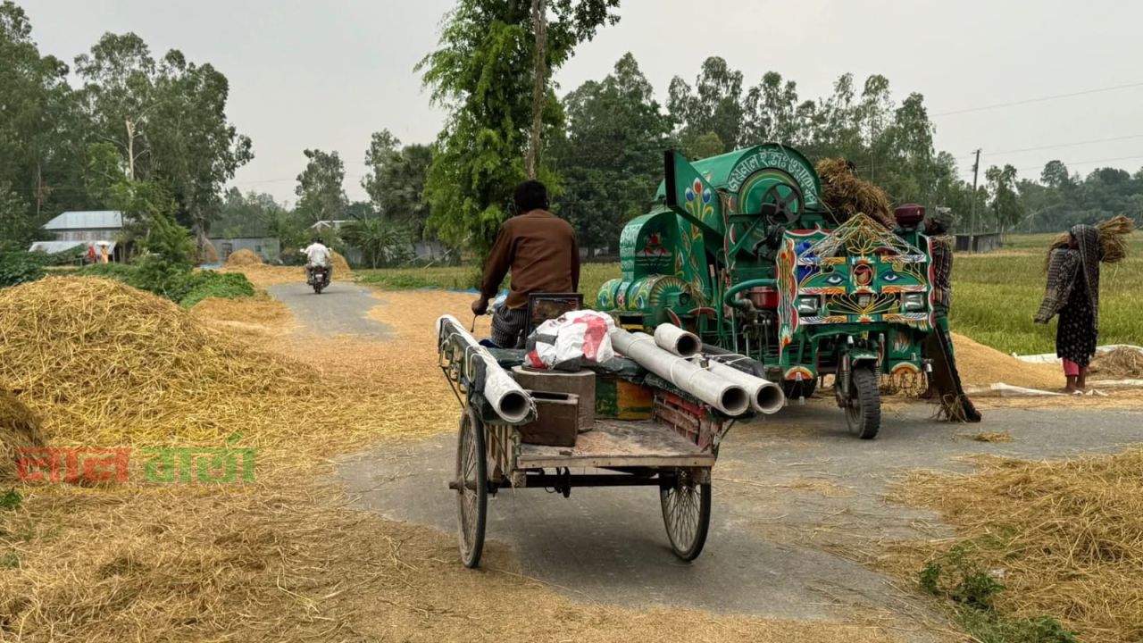 রাস্তা নাকি চাতাল? তাড়াশে আঞ্চলিক সড়ক দখল করে ধান মাড়াই, ঝুঁকিতে যানবাহন