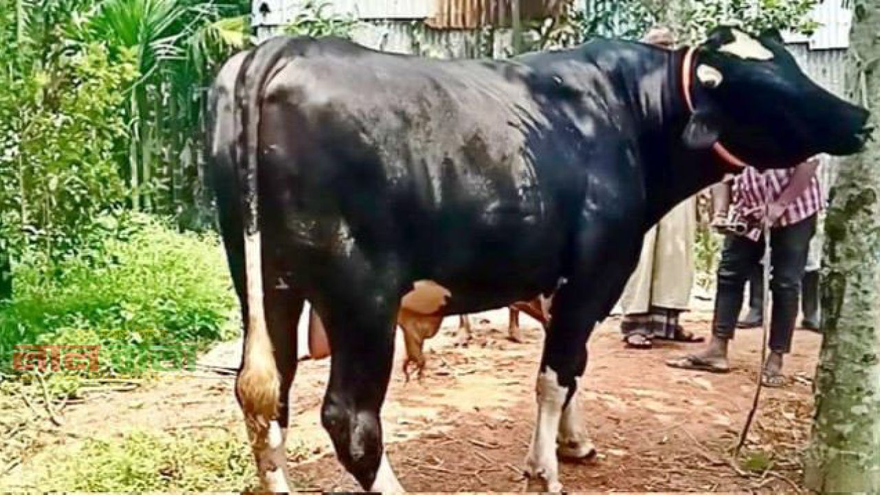 মৌলভীবাজারে কুরবানির হাঁটে 