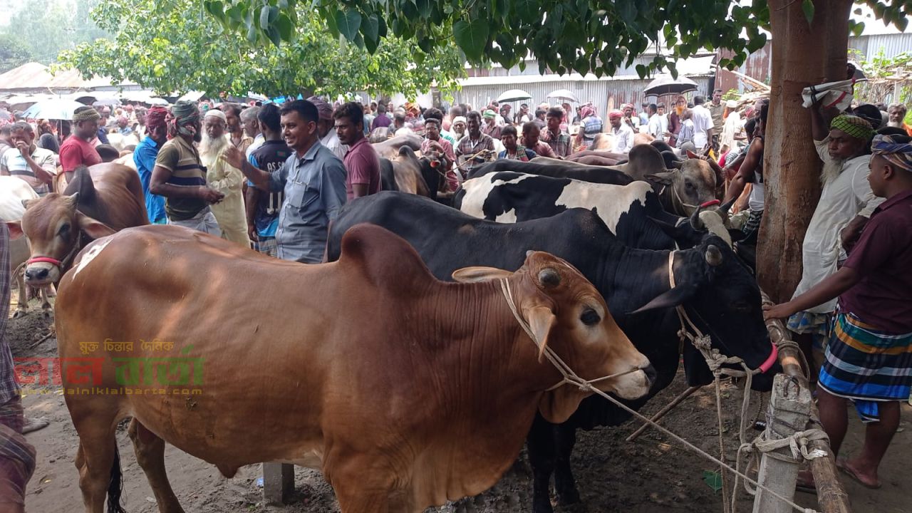 কাজিপুরে কোরবানির জন্য প্রস্তুত ২৮ হাজার ৩৫০পশু