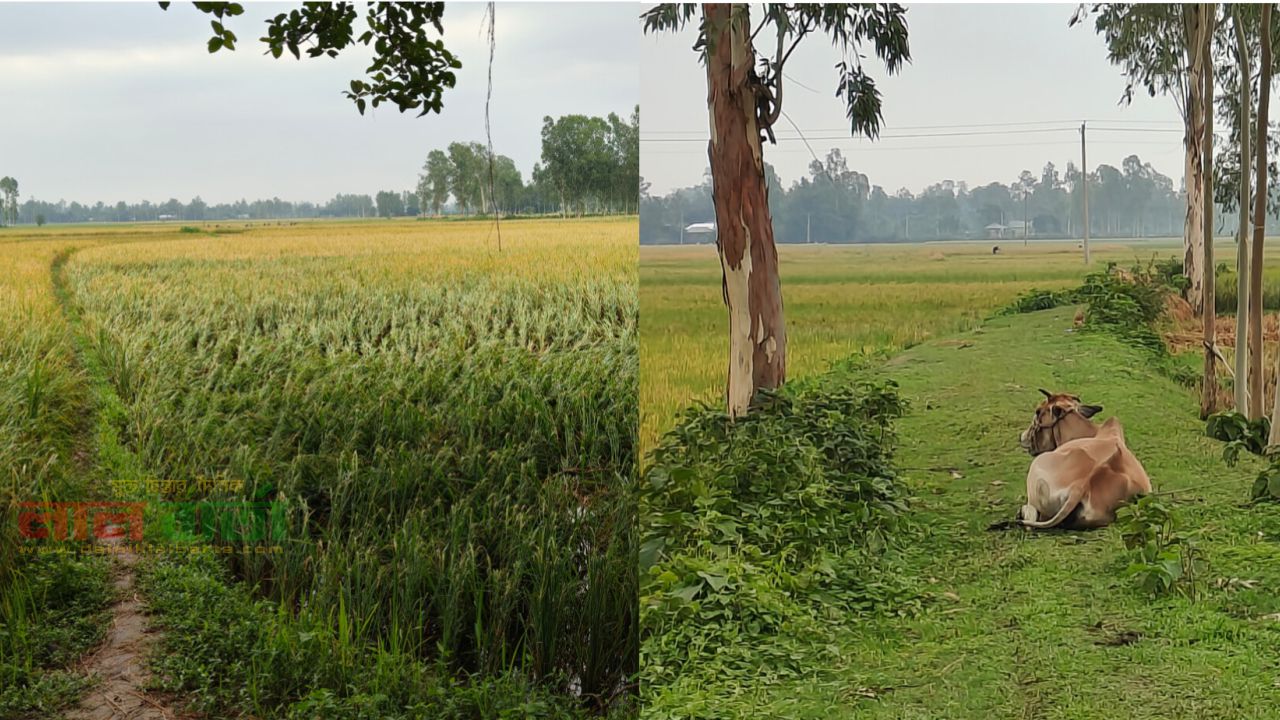 চান্দাইকোনায় এক কিলোমিটার রাস্তা ছিনতাই: ভোগান্তিতে এলাকাবাসী
