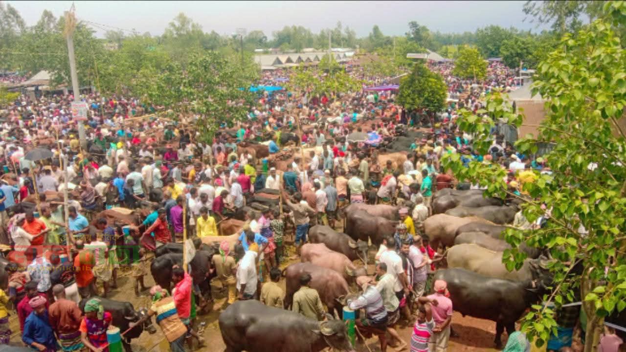 চান্দাইকোনায় মহাসড়কের পাশে পশুর হাট: পুলিশি নিরাপত্তায় ছিল উৎসবমুখর বেচাকেনা
