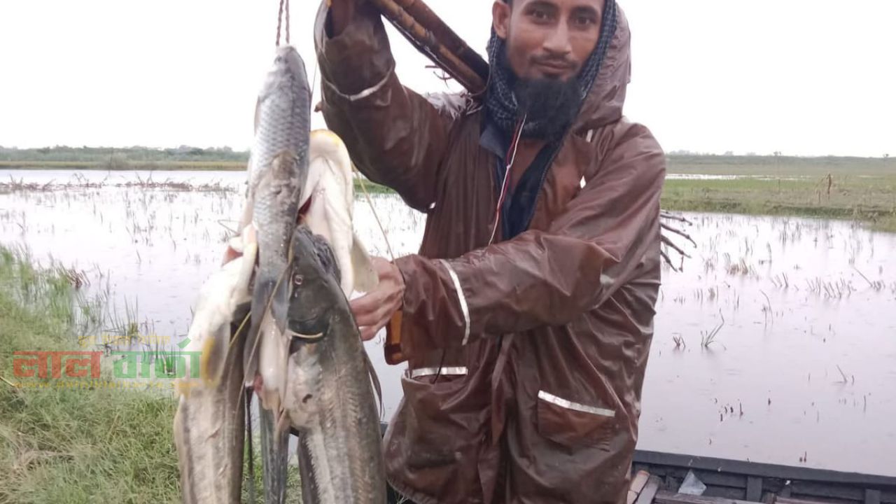 চলনবিলে বৃষ্টির পানিতে ‘কোচ’ নিয়ে বোয়াল শিকারের ধুম