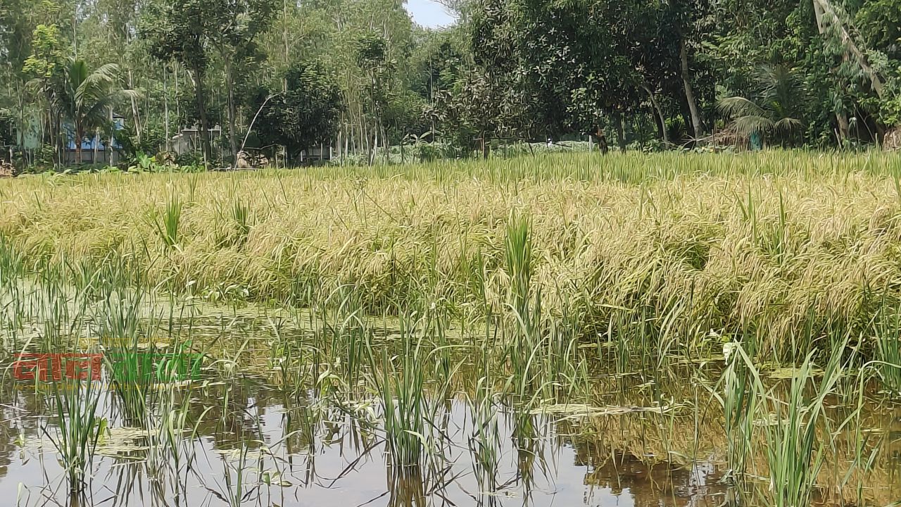 ঈদুল আযহার আনন্দ ম্লান: রায়গঞ্জে টানা বৃষ্টি ও শ্রমিক সংকটে জমিতেই পচছে বোরো ধান