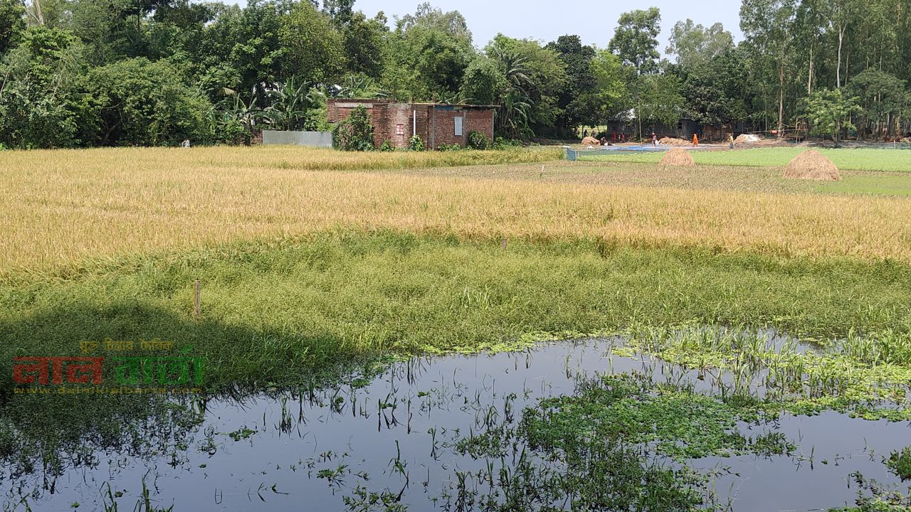 ঈদুল আযহার আনন্দ ম্লান: রায়গঞ্জে টানা বৃষ্টি ও শ্রমিক সংকটে জমিতেই পচছে বোরো ধান