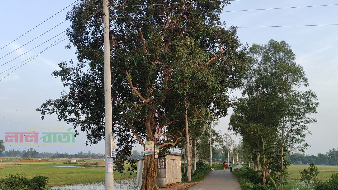 রায়গঞ্জের জয়ানপুরে পাকড় গাছ কেটে বিদ্যুতায়নের উদ্যোগ: জনমনে তীব্র ক্ষোভ