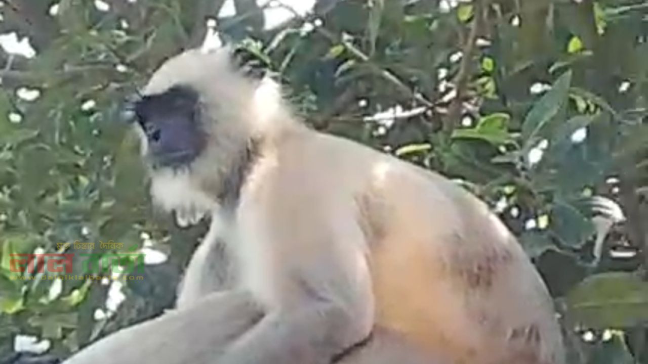তাড়াশে কাঁঠাল গাছে মুখ-পোড়া হনুমান, দেখতে উৎসুক জনতার ভিড়
