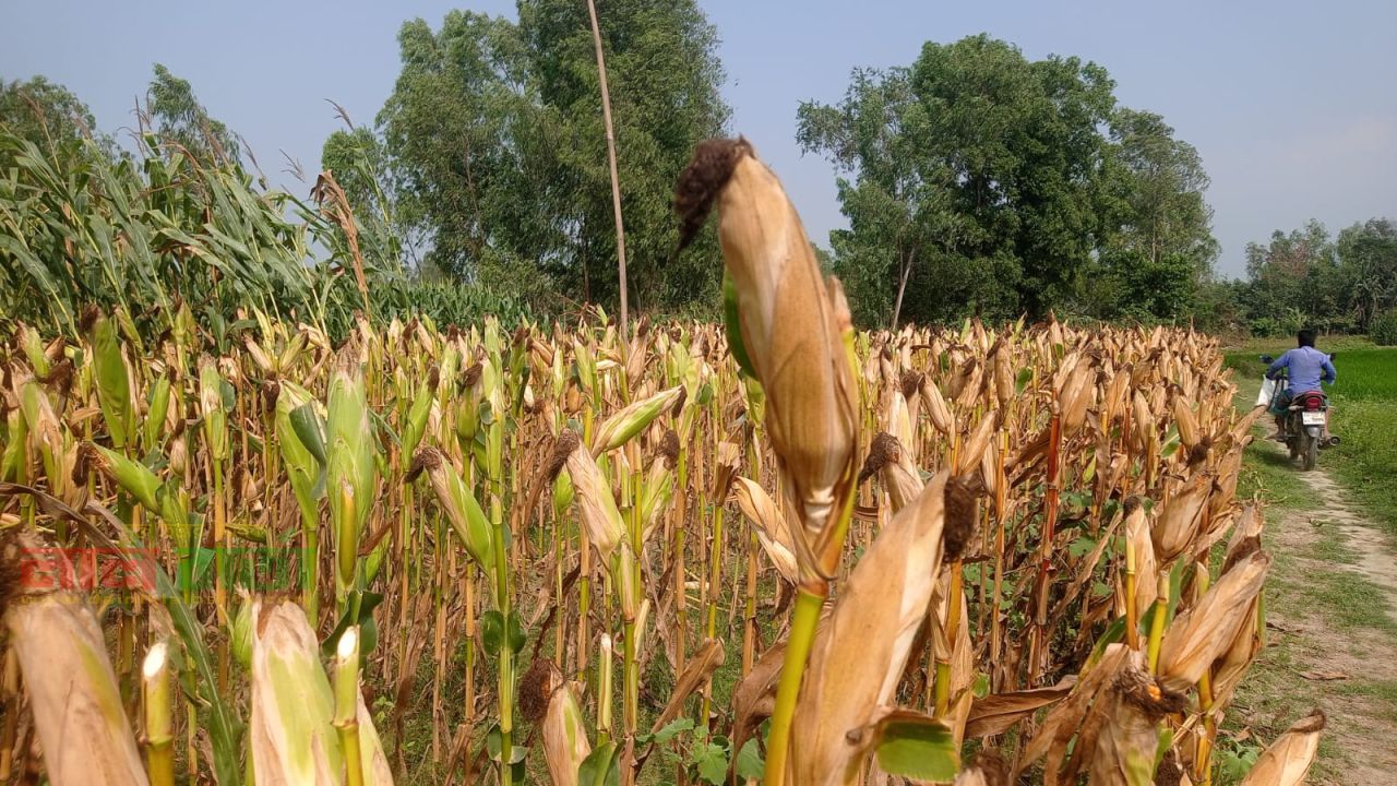 কাজিপুরে দুর্যোগপূর্ণ আবহাওয়া: ধান-ভুট্টা নিয়ে বিপাকে কৃষক 