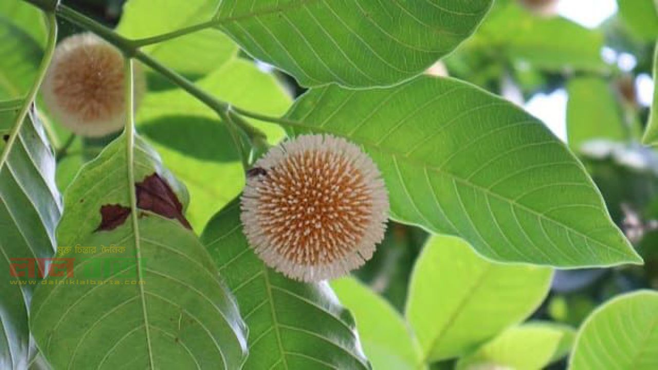 কদমগাছে গাছে ফুলের সমারোহ 