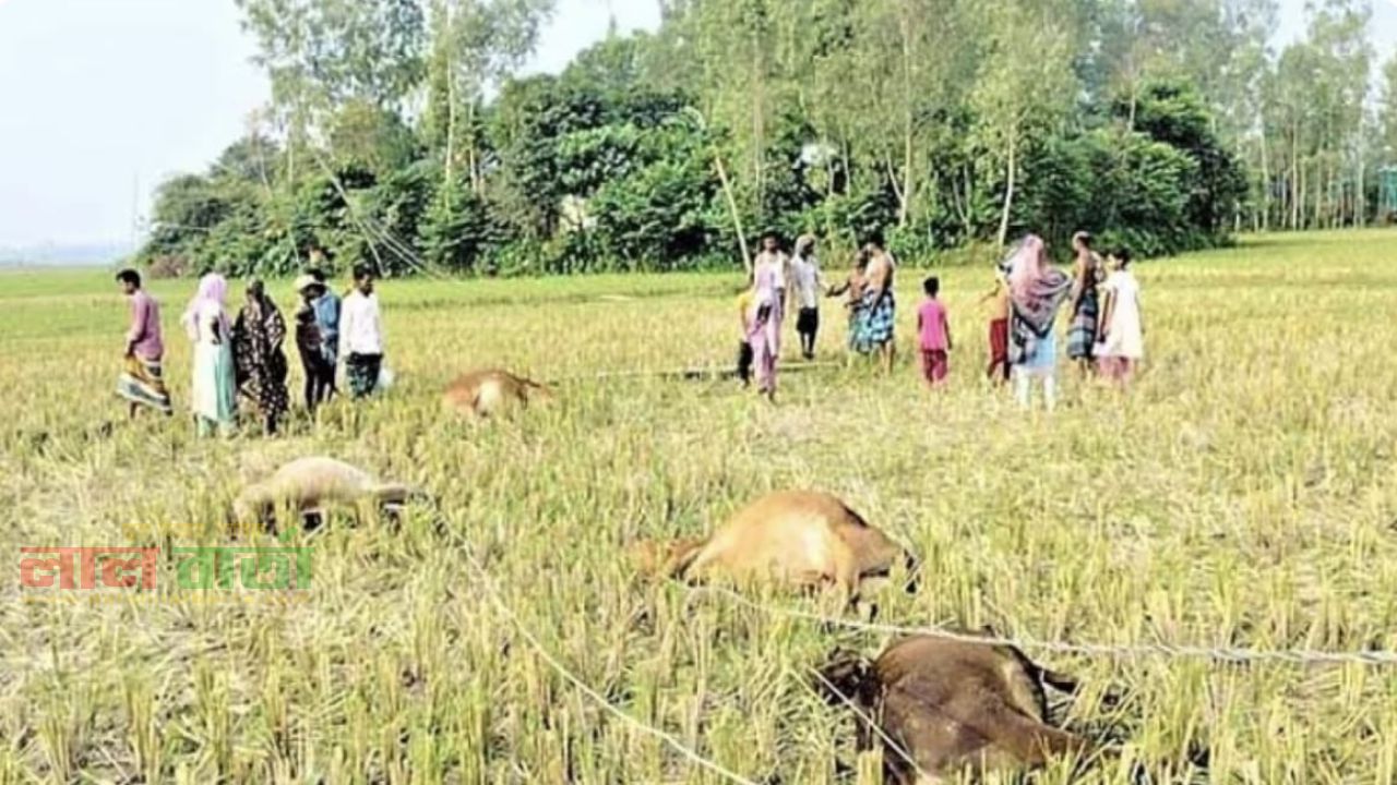 টাঙ্গাইলে ফসলি মাঠে বিদ্যুৎস্পৃষ্টে পাঁচ গরুর মৃত্যু