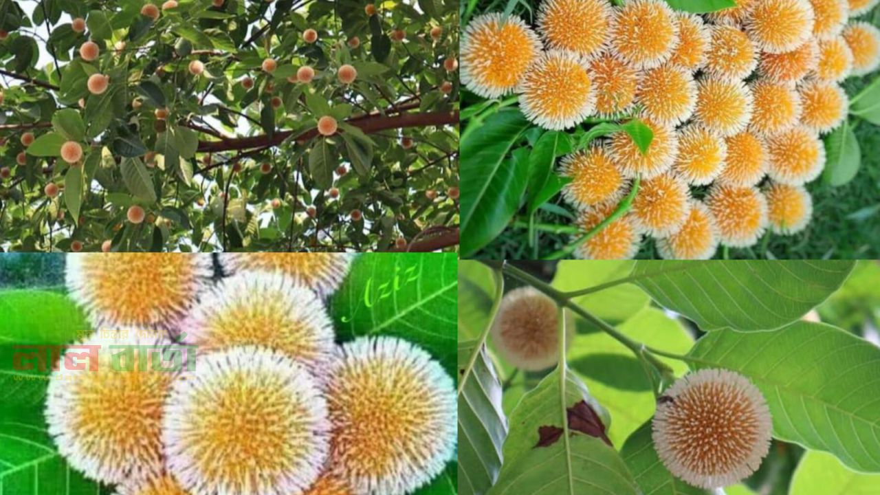 কাজিপুরে বর্ষার ছোঁয়ায় ফুটেছে কদম, প্রকৃতির রূপে মুগ্ধ জনপদ