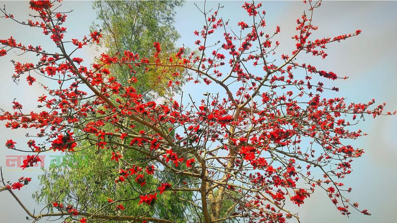 উত্তরাঞ্চল থেকে শিমুল গাছ বিলুপ্তপ্রায়