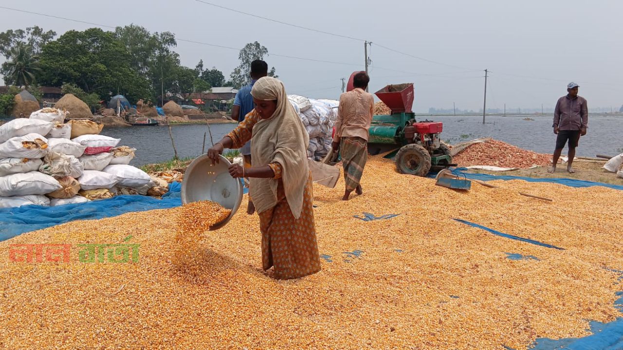 সিংড়ায় আকষ্মিক বন্যায় লোকশানে ভুট্টা চাষি