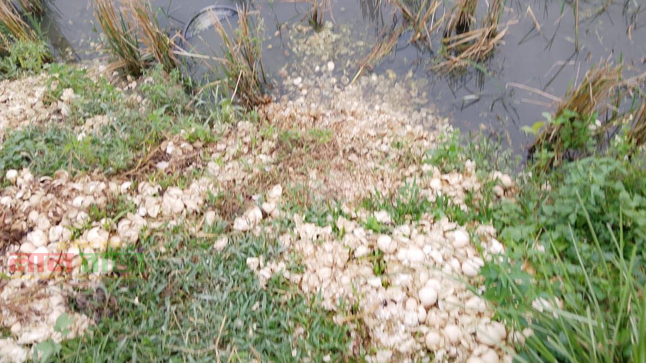 তাড়াশে হ্যাচারির পচা ডিমের বর্জ্যে তীব্র দুর্গন্ধ:  জনজীবন অতিষ্ঠ