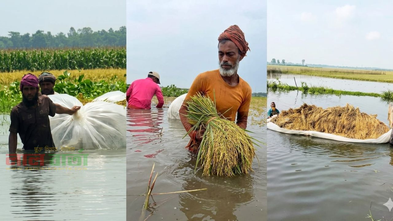 পানিতে ডুবছে বোরো ধান: উৎপাদন খরচের ধাক্কায় চলনবিলের কৃষকের চোখে জল  