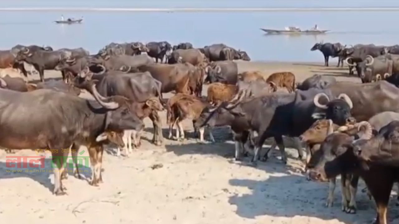 যমুনার চরাঞ্চলের মহিষের বাথান: ৪ রাখালকে অস্ত্রের মুখে অপহরণ 