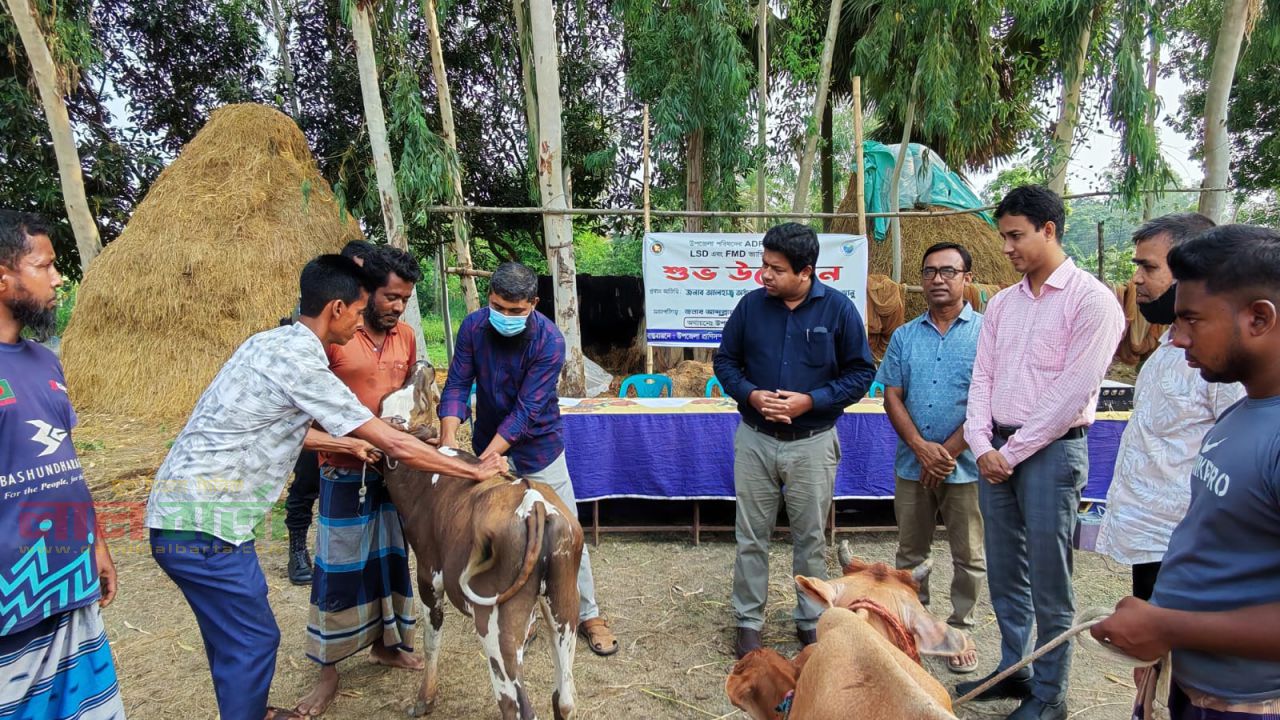 সিংড়ায় গবাদিপশুর ফ্রি টিকাদান ক্যাম্পেইন অনুষ্ঠিত 