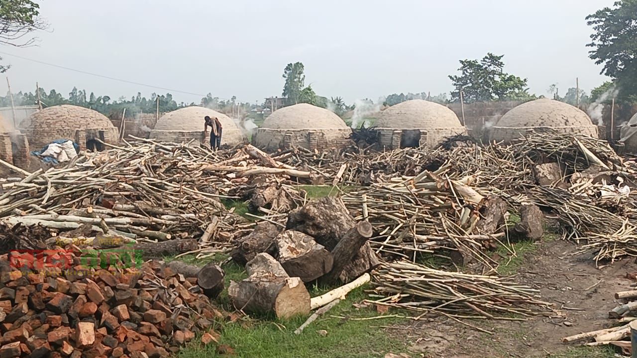 সাঘাটায় অবৈধ কয়লা চুল্লিতে পুড়ছে কাঠ: প্রশাসন ভাঙলেও অদৃশ্য শক্তিতে আবার সচল 