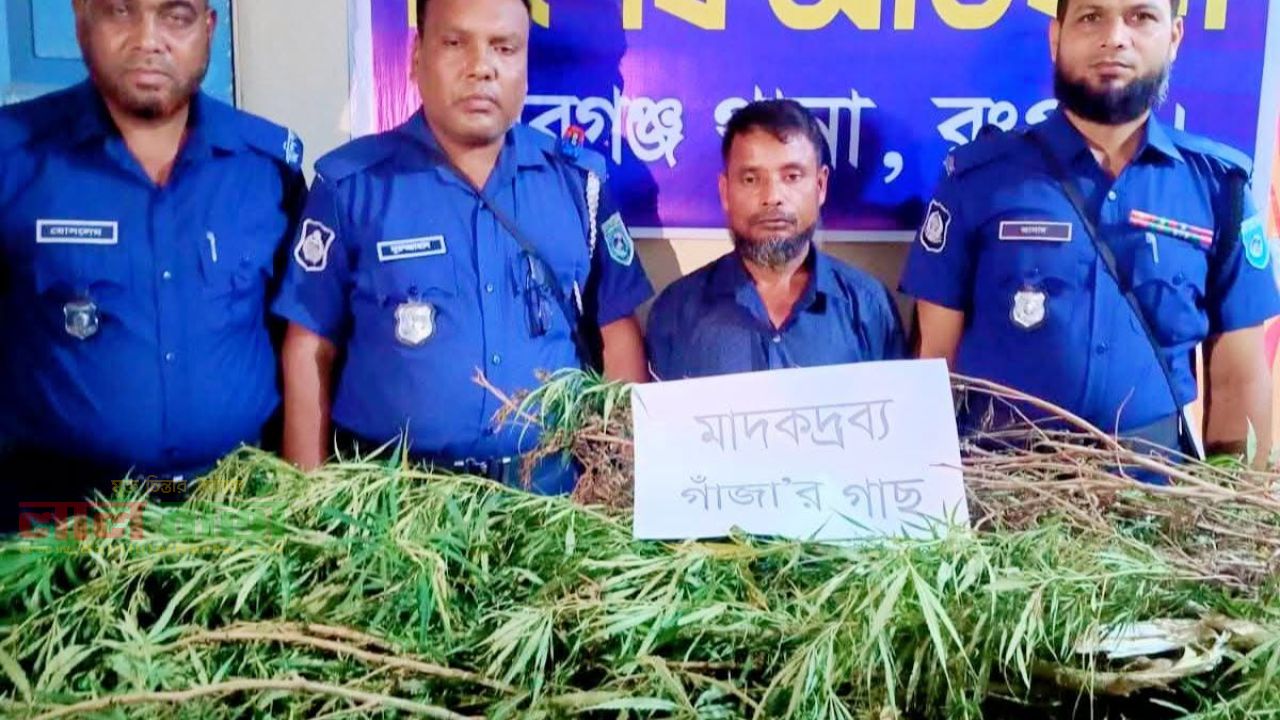 পীরগঞ্জে ২টি গাঁজার গাছ উদ্ধার, বর্গাচাষী গ্রেফতার