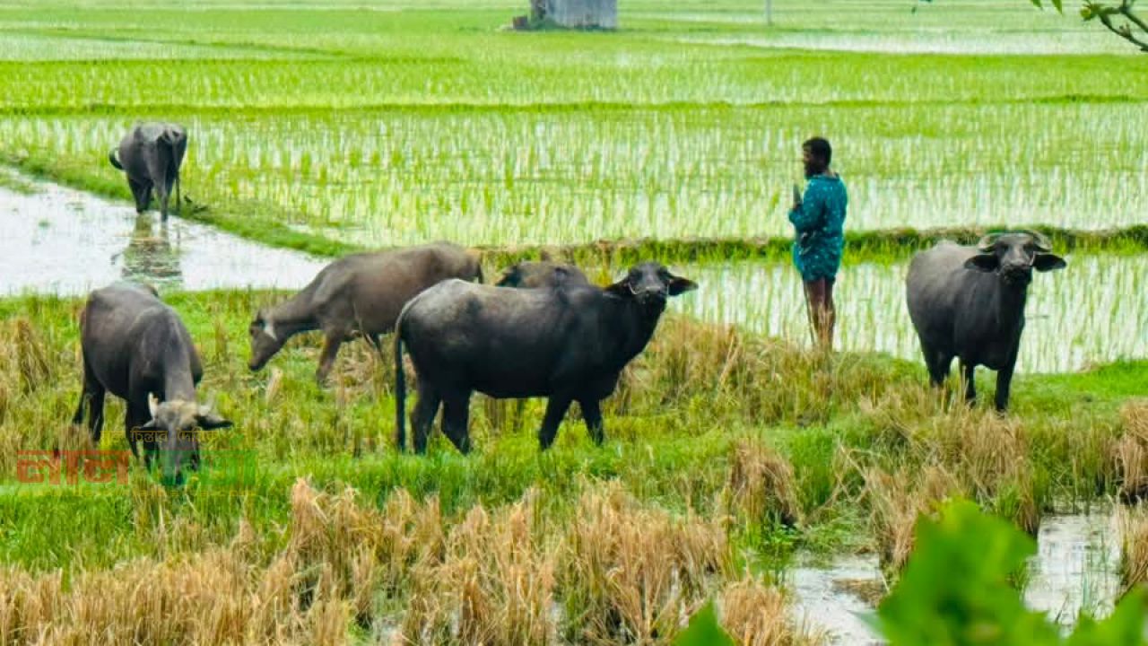 তাড়াশের ফসলের মাঠে মহিষের পাল, পাহারায় লাঠি হাতে কৃষক