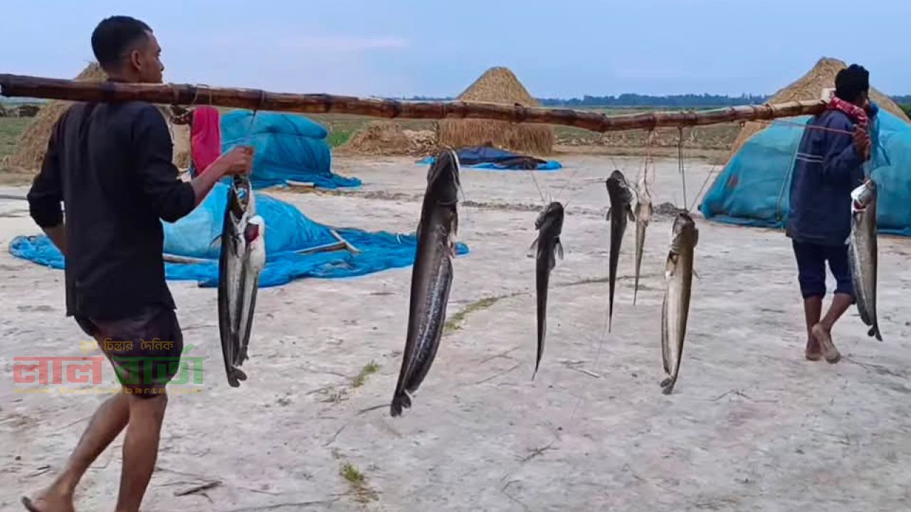 চলনবিলে বোয়াল নিধন: ধ্বংসের দ্বারপ্রান্তে দেশি প্রজাতির মাছ