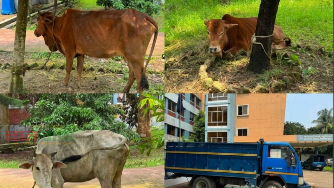 তাড়াশে গোয়ালঘর থেকে গরু চুরি: ট্রাকসহ গরু উদ্ধার