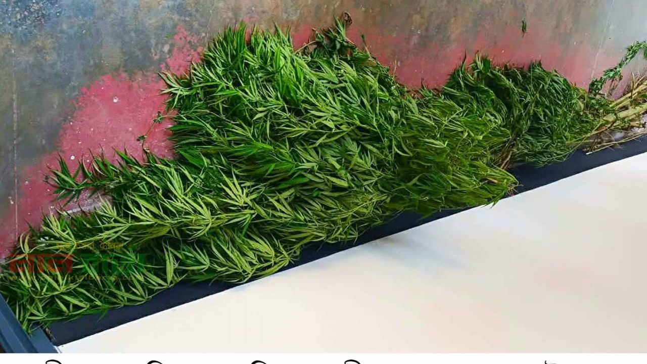 কালীগঞ্জে পানের বরজে চাষ করা গাঁজার গাছসহ আটক -১