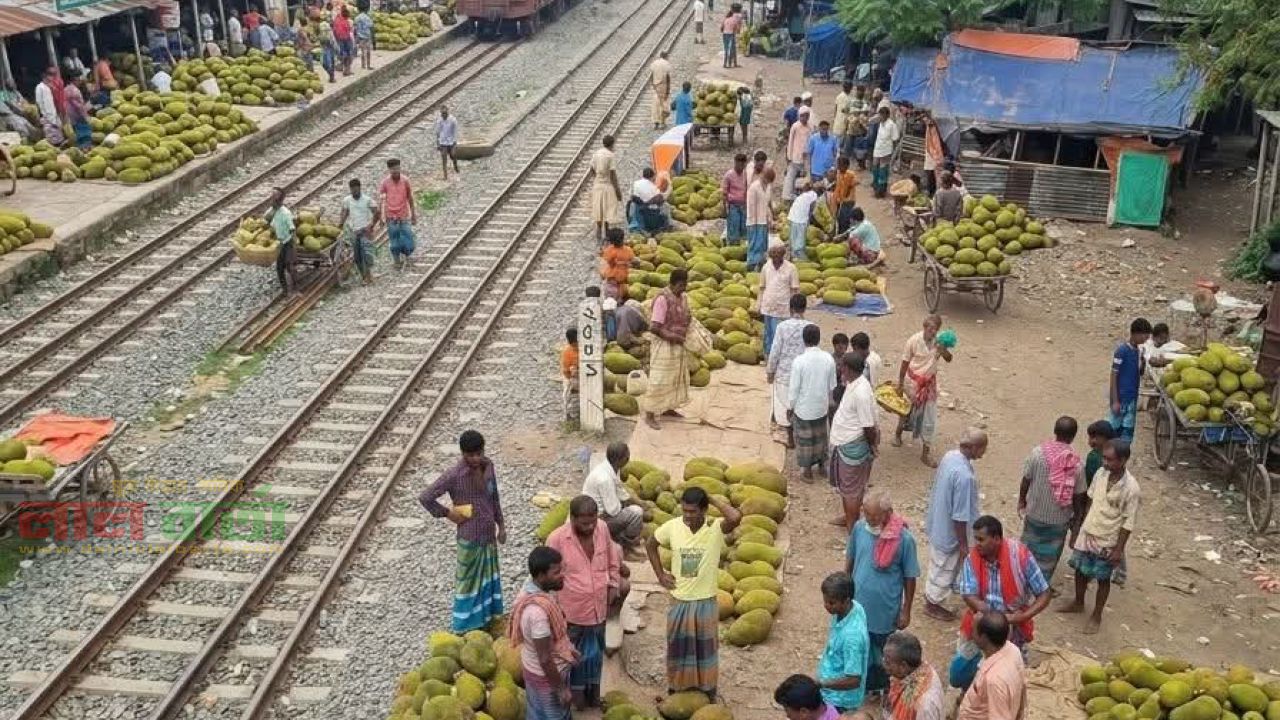 লাহিড়ী মোহনপুরের কাঁঠালের বাজার: স্থানীয় অর্থনীতি ও কৃষকের আস্থার কেন্দ্রবিন্দু
