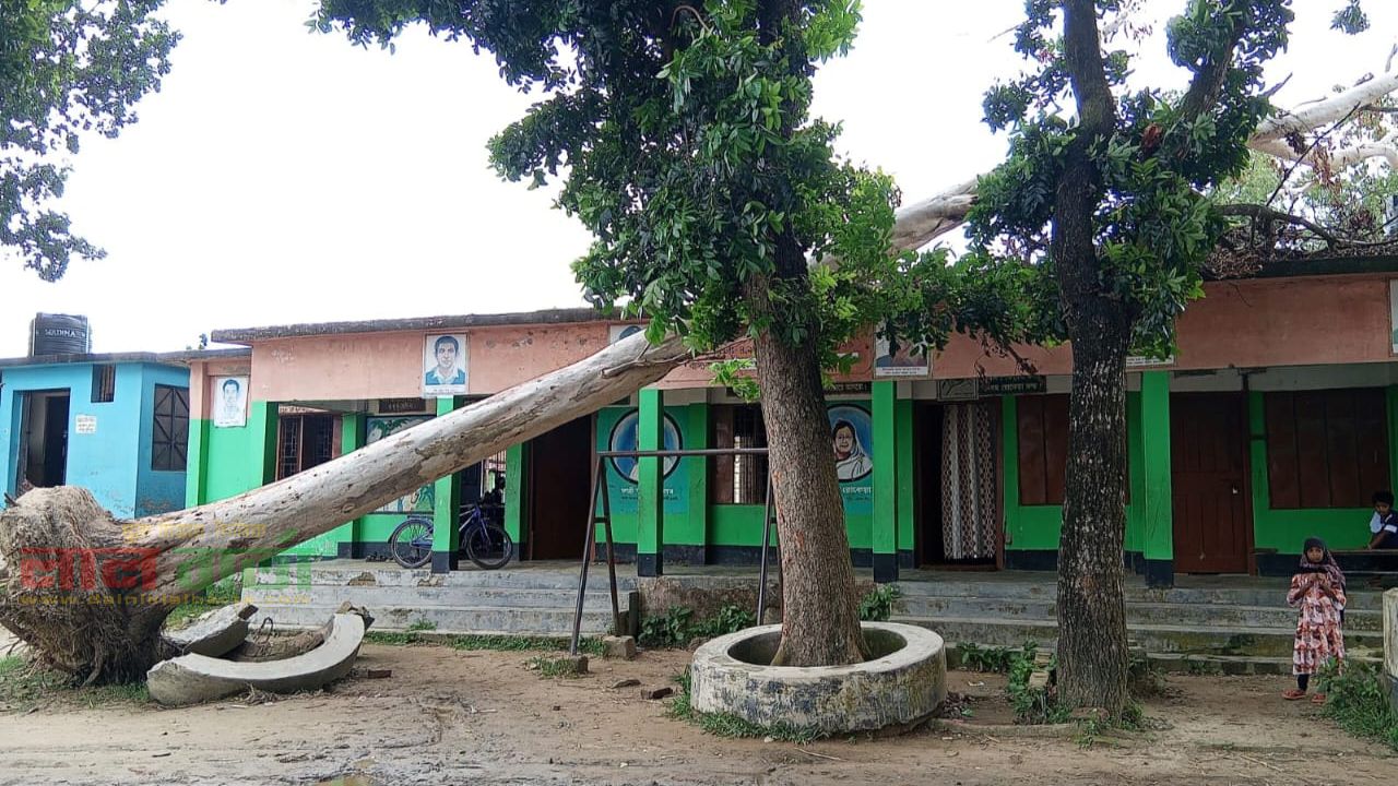 রায়গঞ্জে গাছ পড়ে ভবন ক্ষতিগ্রস্ত ঝুঁকিতে শিক্ষার্থী 