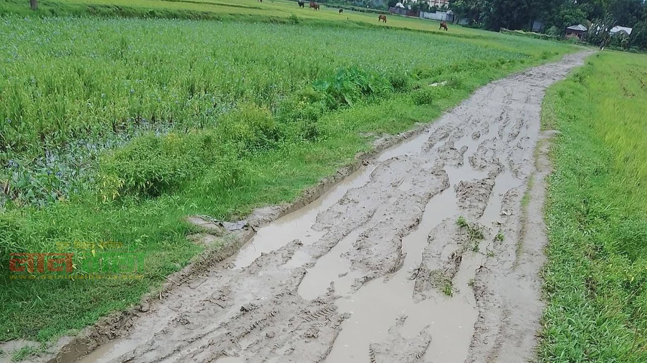 অবহেলার দীর্ঘশ্বাসে বন্দি কয়ড়া গ্রামের রাস্তা: জনপ্রতিনিধিদের দেখেও যেন দেখছেন না কেউ!