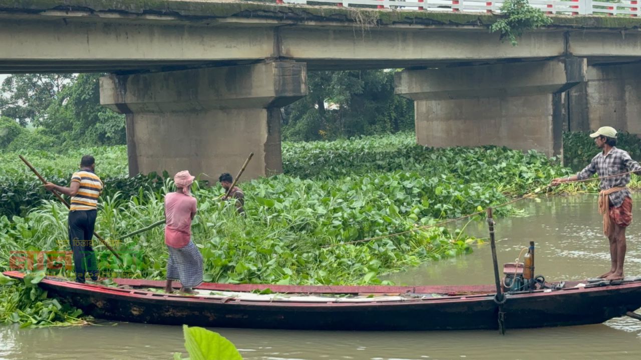 এমপি আনুর নির্দেশনায় হিয়ালা বিলের কচুরিপানা অপসারণ কাজের উদ্বোধন