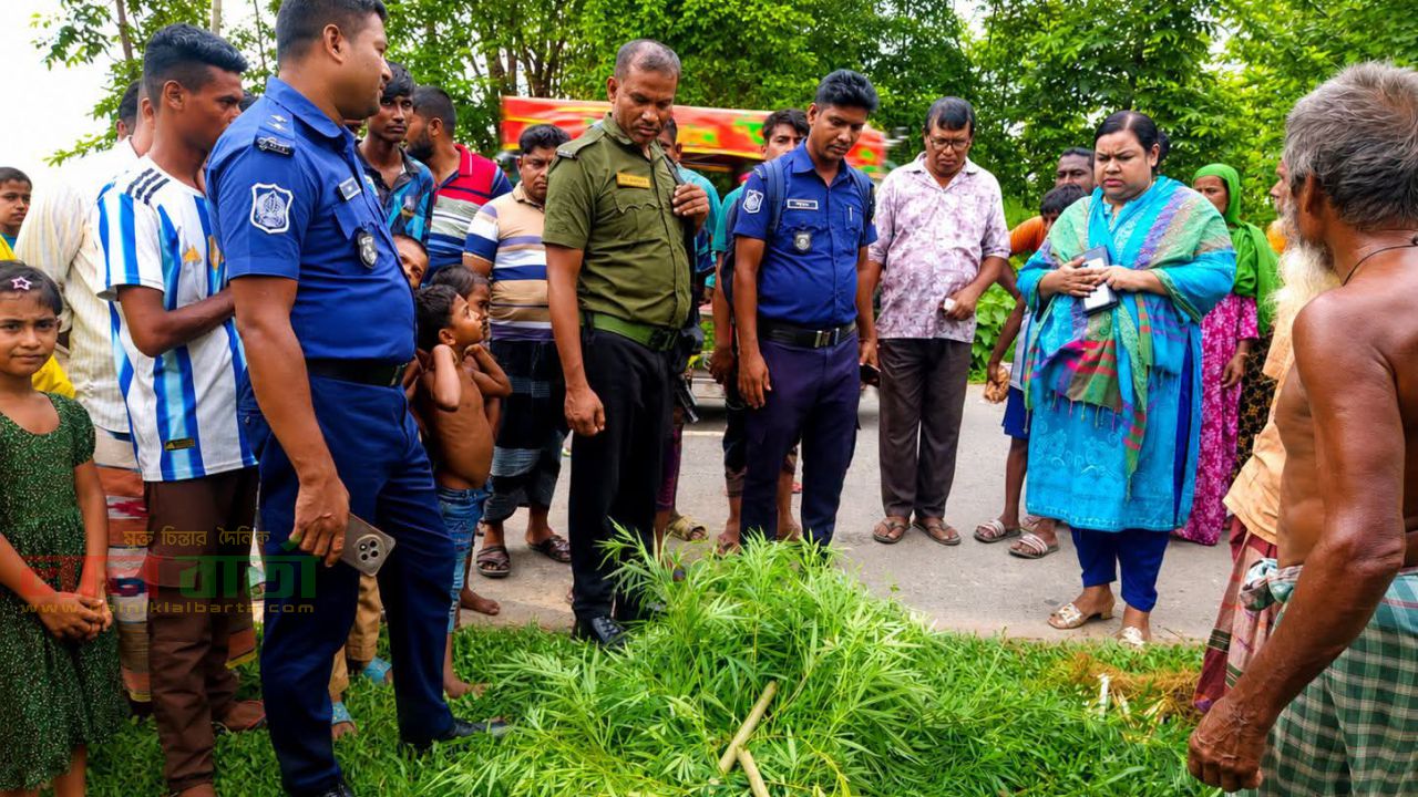 দুটি গাঁজার গাছ উদ্ধার:  ইউএনওর নেতৃত্বে অভিযান   