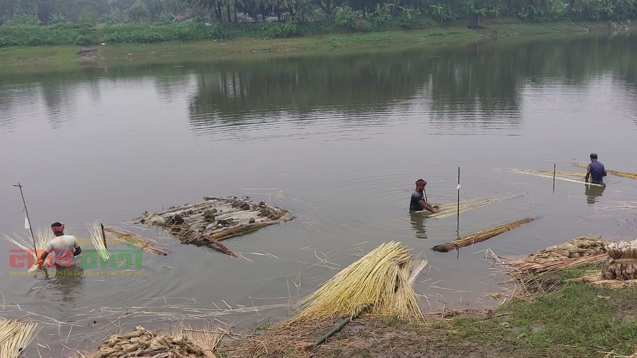চলনবিলে নতুন পানিতে সোনালী আঁশ ধোয়ার ধুম, ব্যস্ত সময় পার করছেন কৃষকরা