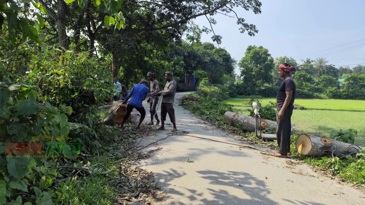 সরকারের বৃক্ষরোপণ কর্মসূচির মাঝেই উল্লাপাড়ায় গাছ কাটার মহোৎসব