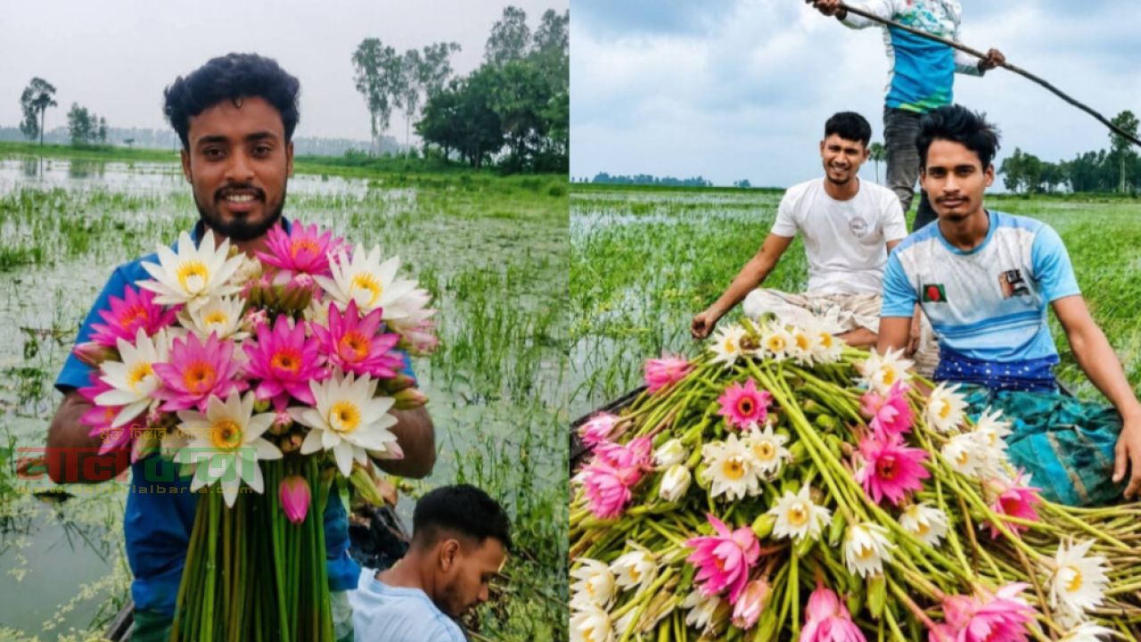 চলনবিলে শরতেই আগেই শাপলা ফুলের সমারোহ 