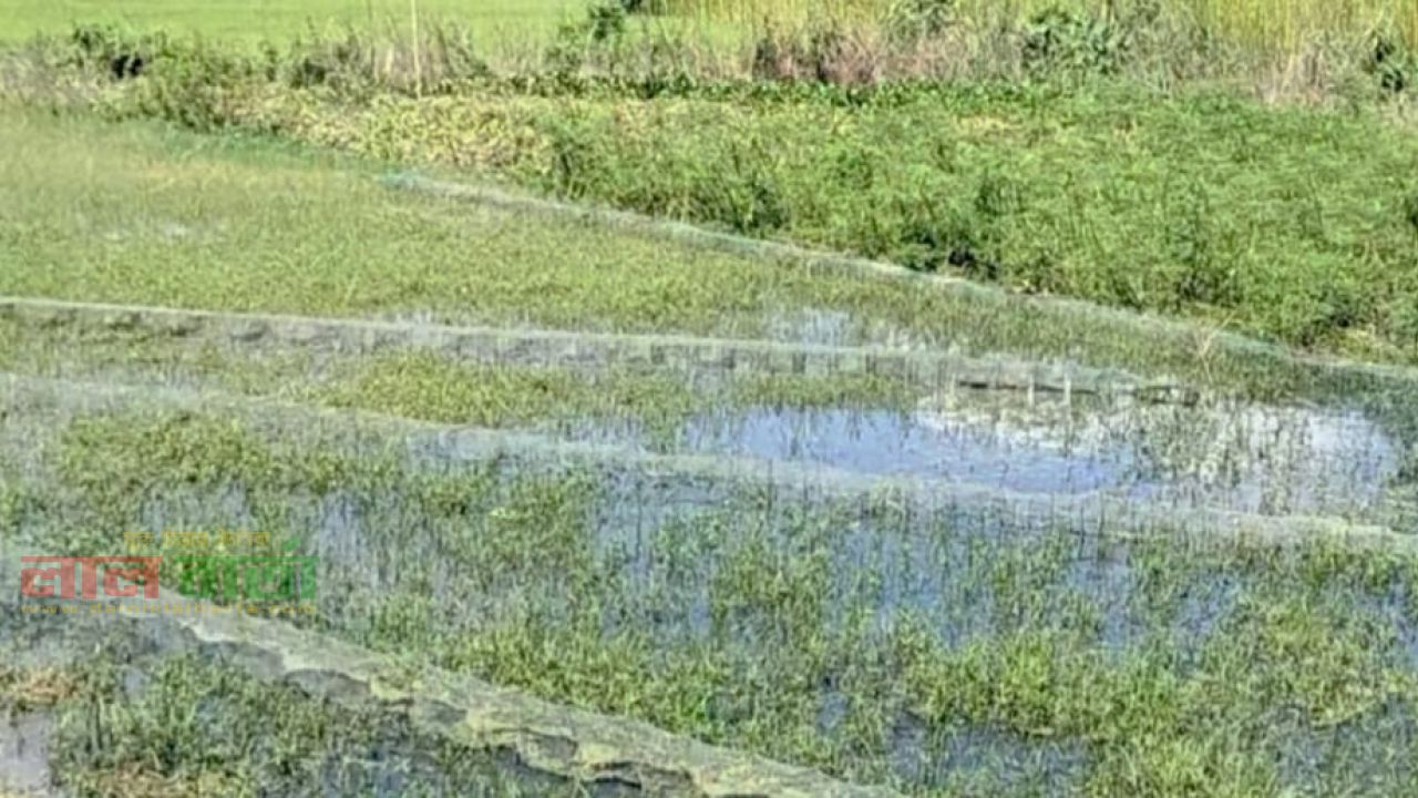 ফরিদপুরে নিষিদ্ধ ‘চায়না দুয়ারী’ জালের মহোৎসব: প্রশাসনের নীরবতায় হুমকিতে দেশীয় মাছ