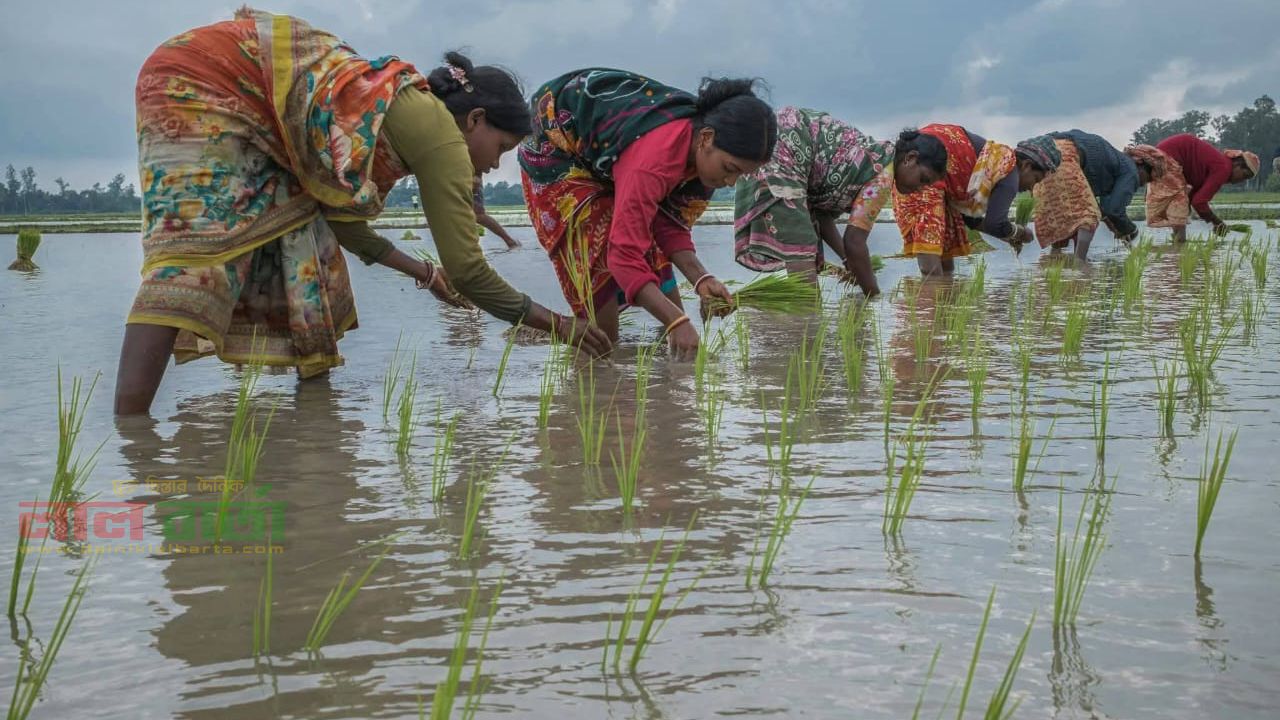 সংসার থেকে সমাজ: রায়গঞ্জে জীবনযুদ্ধে অদম্য আদিবাসী নারী