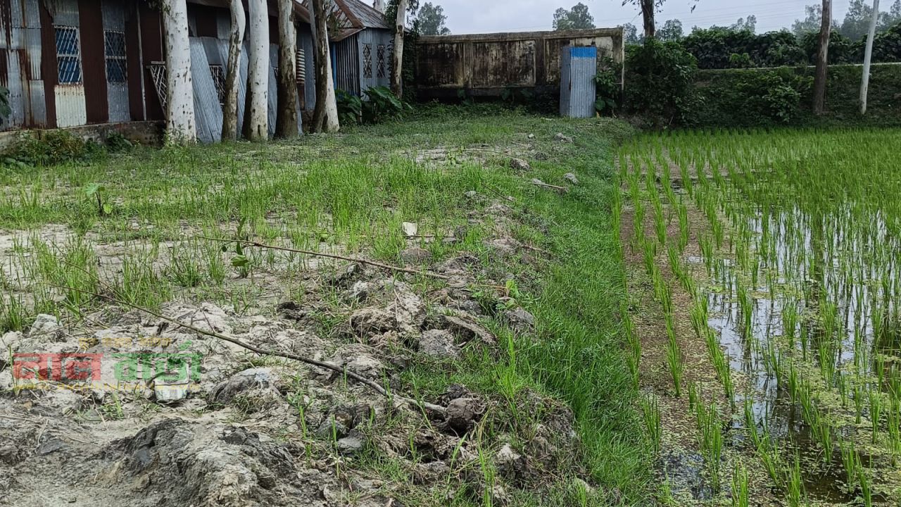 রায়গঞ্জে ঈদগাহ মাঠের রোপণ করা চারা গাছ উপড়ে ফেলার অভিযোগ