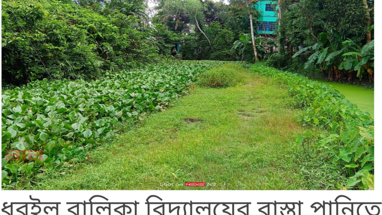 উল্লাপাড়ার ধরইল বালিকা স্কুলের রাস্তা পানিতে নিমজ্জিত শিক্ষার্থীদের যাতায়াতে বিঘ্ন 
