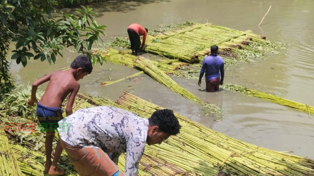 সিংড়ায় পাটের বাম্পার ফলন! দামেও খুশি কৃষক