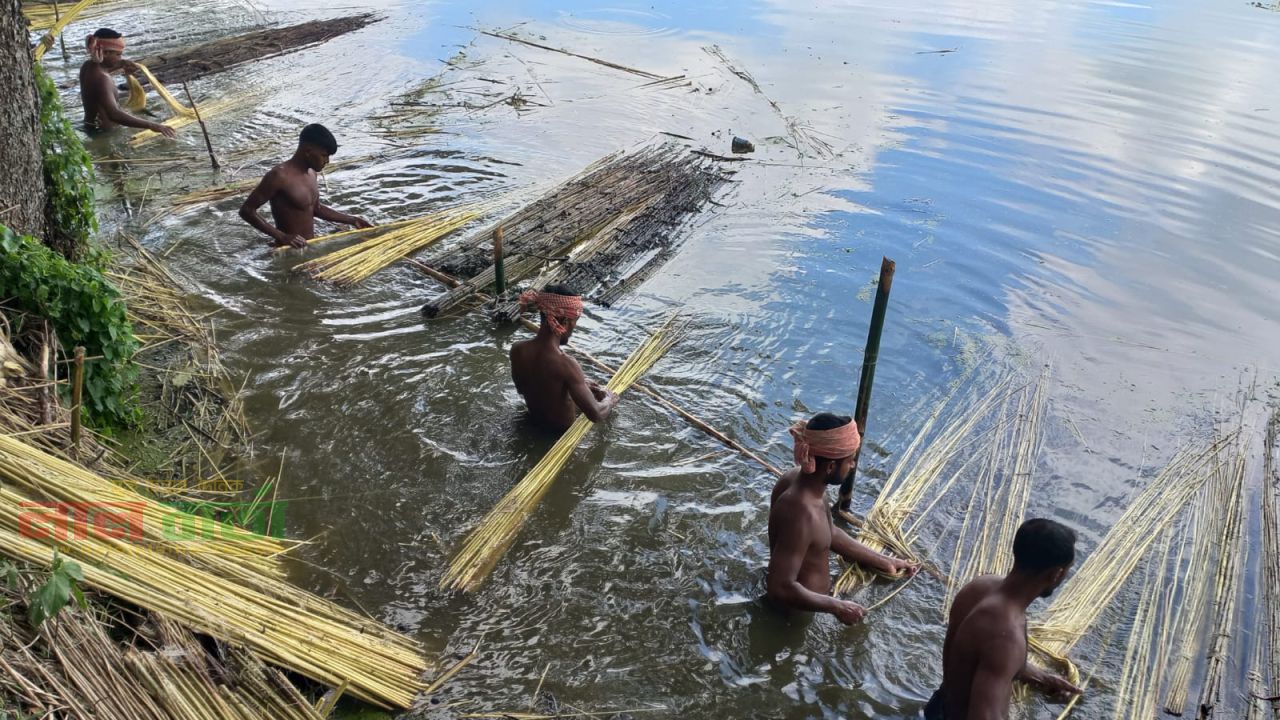 সালথায় পাটের ভালো দাম নিয়ে শঙ্কা:  লোকসানের মুখে চাষিরা
