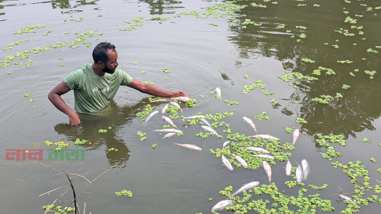 গাইবান্ধায় পুকুরে বিষ প্রয়োগে মাছ নিধনের অভিযোগ॥ লক্ষাধিক টাকার ক্ষয়ক্ষতি