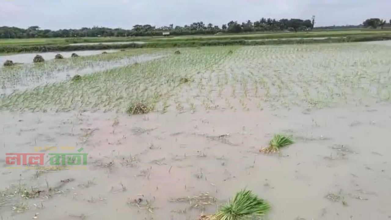 কয়রায় জমির ধান নষ্ট ও প্রাণনাশের হুমকির অভিযোগ  শিক্ষক গোলজার শেখের বিরুদ্ধে