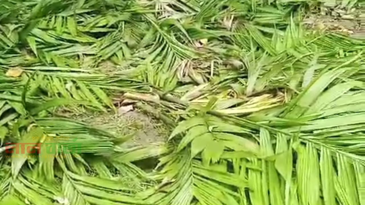 পীরগঞ্জে বিরোধের জেরে গাছ ও ফসল নষ্টের অভিযোগ