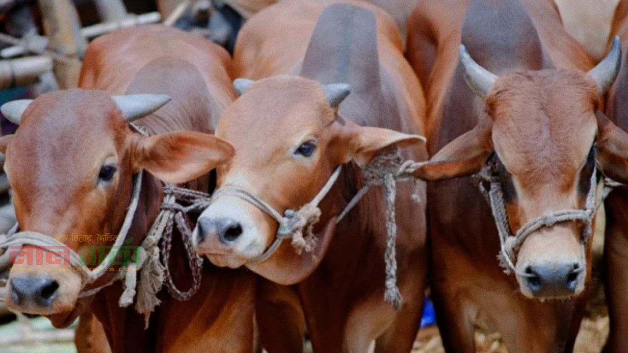 তাড়াশে গোয়ালঘরের তালা ভেঙে ৮ গরু চুরি: চরম আতঙ্কে খামারীরা