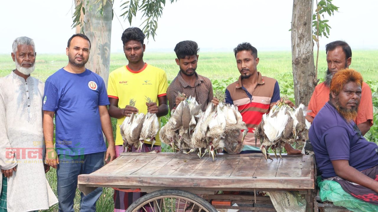 সিংড়ায় জবাই করা ৫০ বক উদ্ধার,   ৫ জনকে জেল-জরিমানা